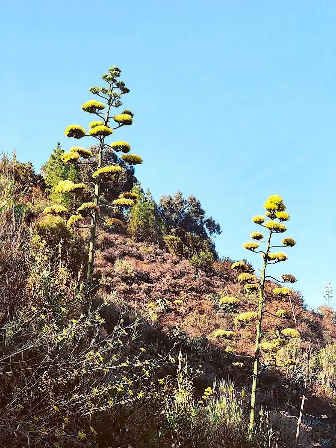 Сasa de vacaciones Casa Rural Los Escobones Montaña Alta España